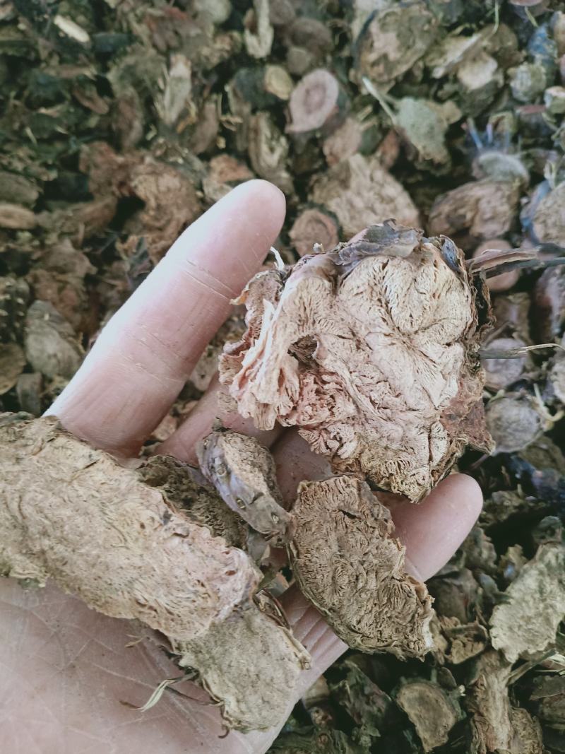 红景天，小花红景天片质量保证，经营各种中药材欢迎咨询购买