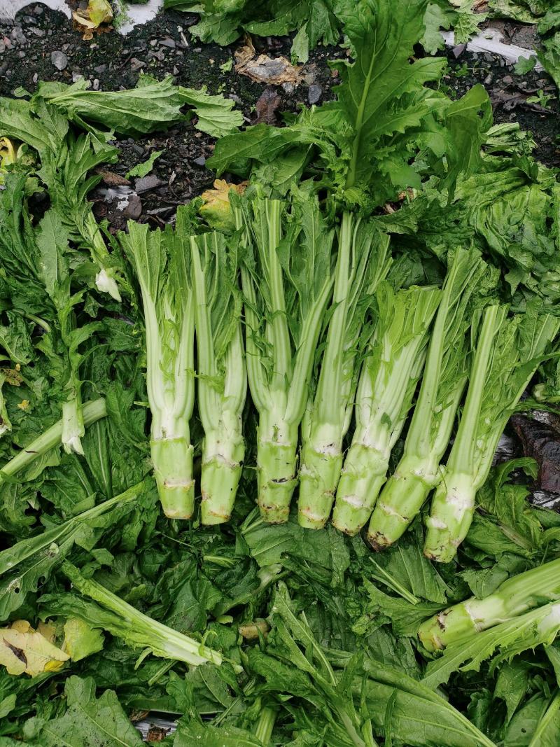 高原精品棒菜，产地直发。量大价优。欢迎进店联系