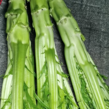 高原精品棒菜，产地直发。量大价优。欢迎进店联系