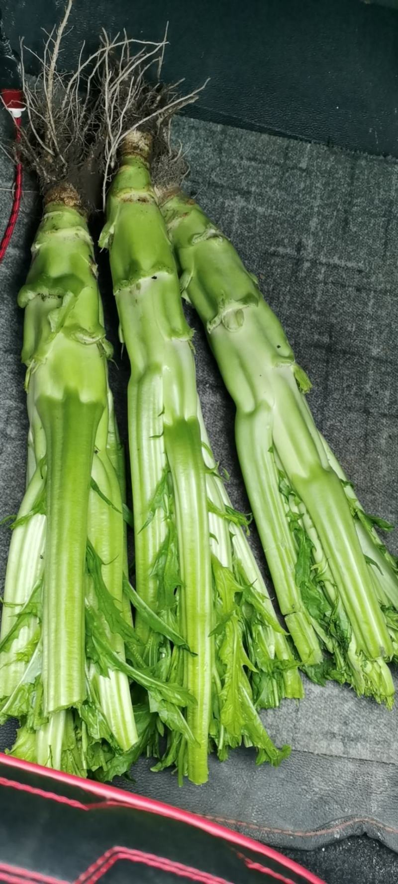 高原精品棒菜，产地直发。量大价优。欢迎进店联系