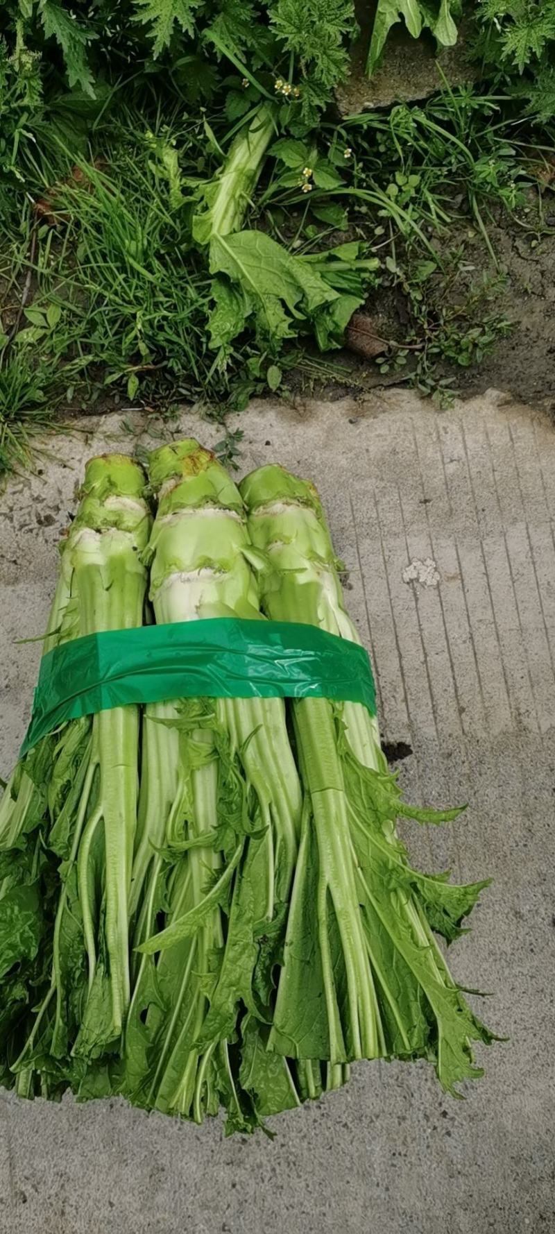 高原精品棒菜，产地直发。量大价优。欢迎进店联系