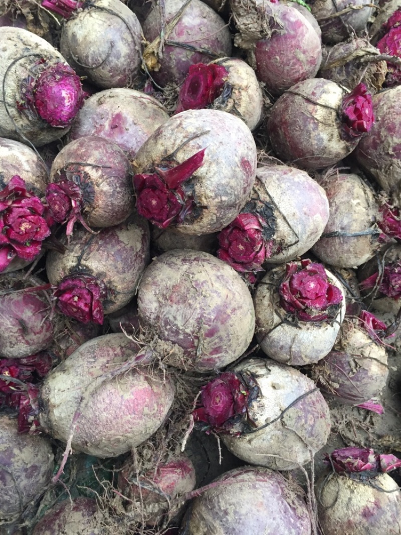 大个头甜菜根红菜头火焰菜甜菜