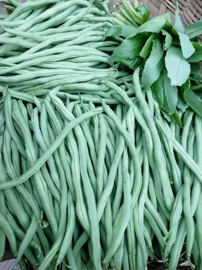 无筋豆大量上市