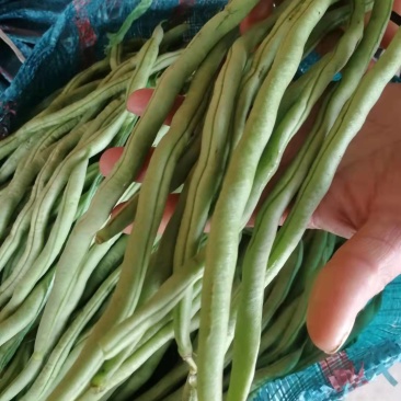 无筋豆大量上市