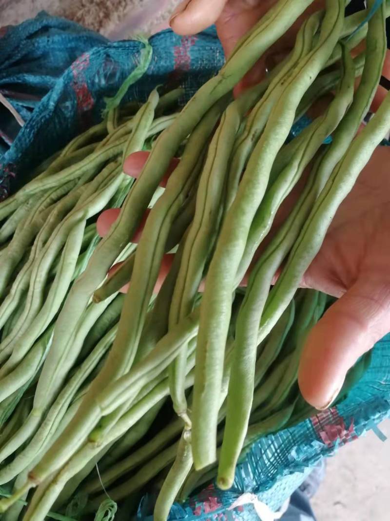 无筋豆大量上市