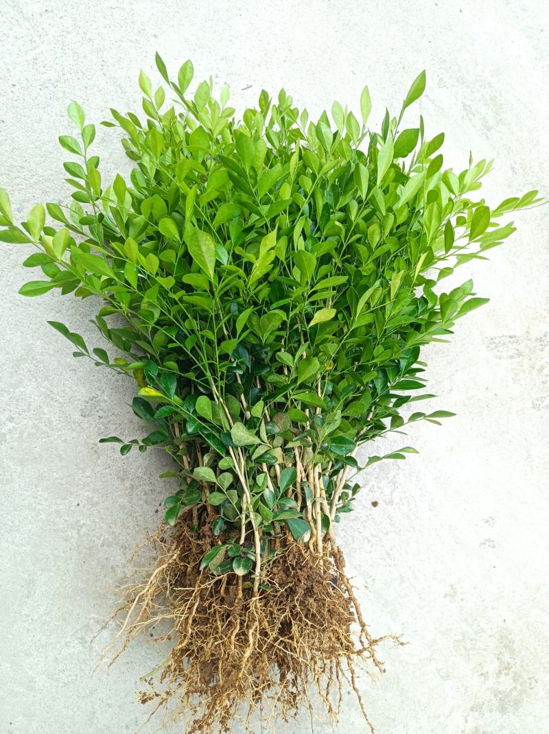 广西九里香苗驱蚊草四季开花九里香盆栽城镇绿化苗