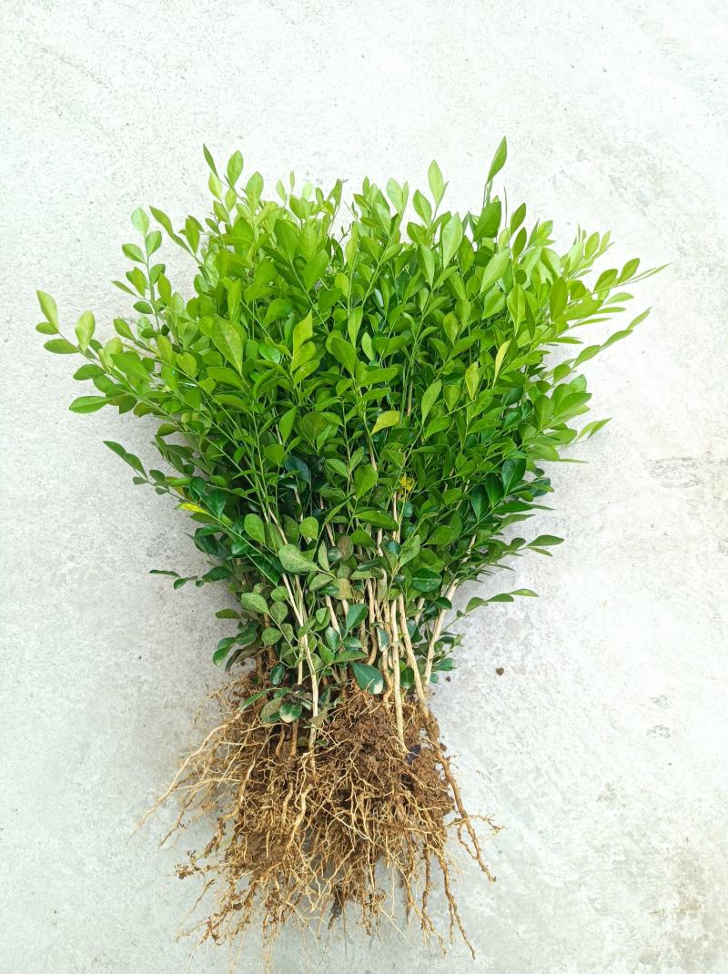 广西九里香苗驱蚊草四季开花九里香盆栽城镇绿化苗