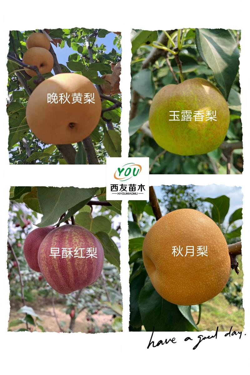 秋月梨树苗1-2年苗规格齐全【带绒根，成活率高】