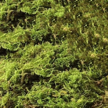 水苔（兰花专业种植用水苔）