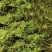 水苔（兰花专业种植用水苔）
