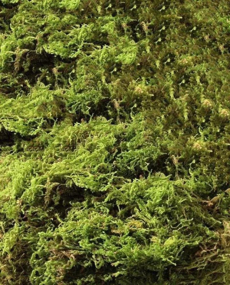 水苔（兰花专业种植用水苔）