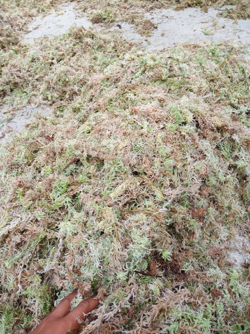 水苔（兰花专业种植用水苔）