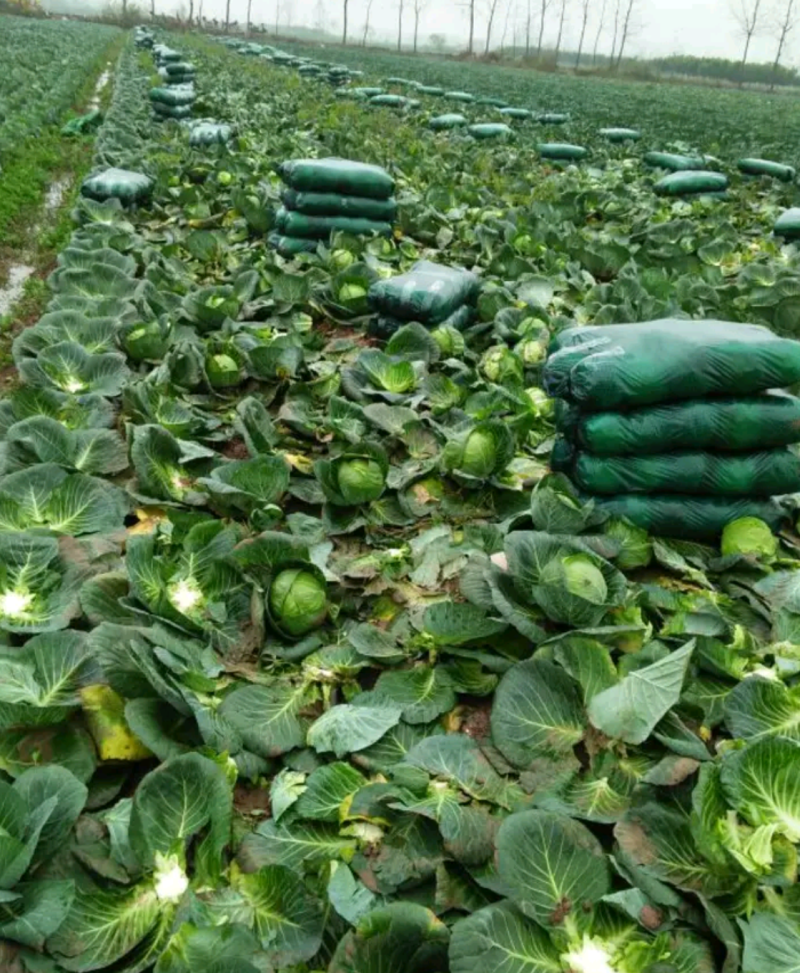 【精品】湖北圆包菜甘蓝，大量有货欢迎新老客户合作