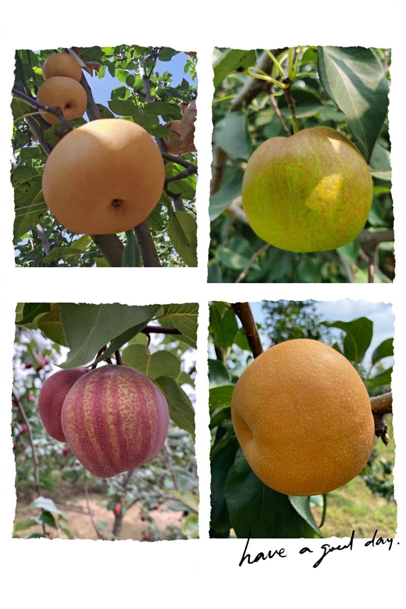 梨树苗农户自销，各种品种，产量高，果实大