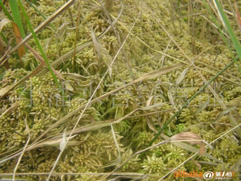 水苔（兰花专业种植用水苔）