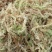 水苔（兰花专业种植用水苔）