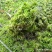 水苔（兰花专业种植用水苔）
