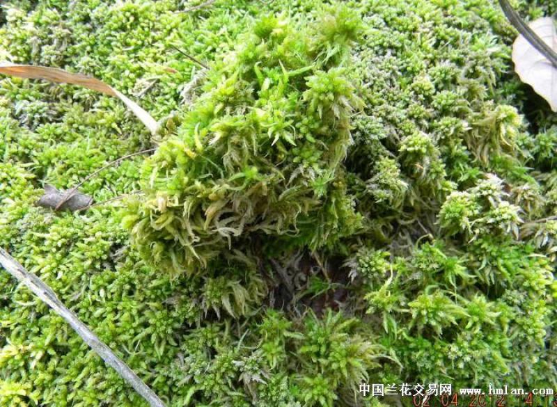 水苔（兰花专业种植用水苔）