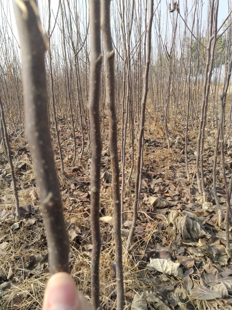 早酥红梨树苗价格优惠早红梨苗全红梨树苗基地直发