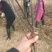 早酥红梨树苗价格优惠早红梨苗全红梨树苗基地直发