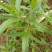 旱莲草片子:个子:批发一手货源药厂货产地直发