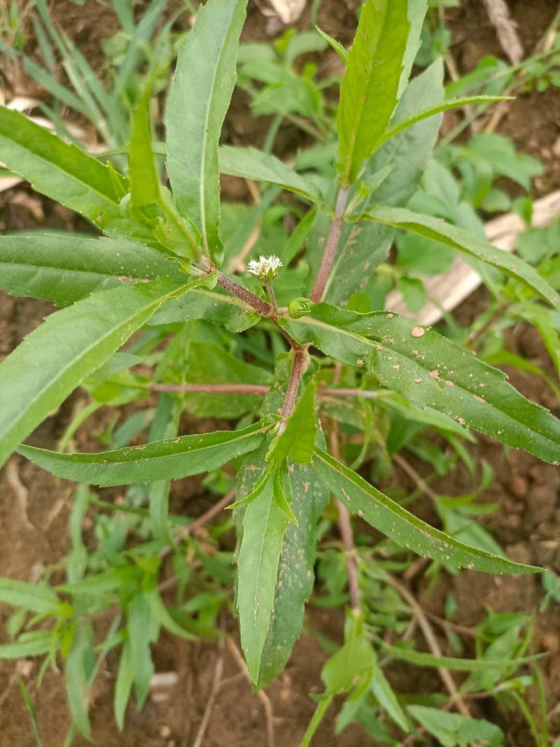 旱莲草片子:个子:批发一手货源药厂货产地直发