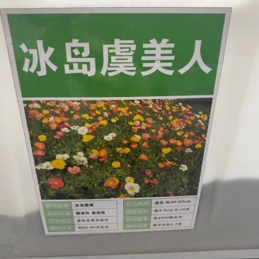 虞美人种子混色多年生冰岛虞美人花种子花种籽子庭院室外