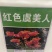 虞美人种子混色多年生冰岛虞美人花种子花种籽子庭院室外
