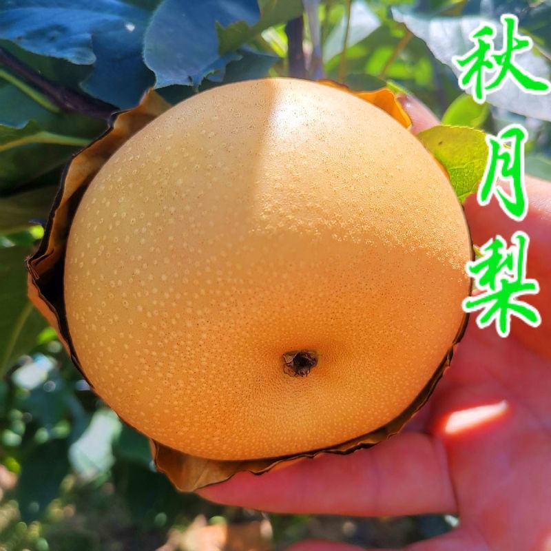 梨树苗基地供应秋月梨，早酥红梨，玉露香梨，晚秋，黄金梨苗