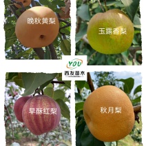 梨树苗基地供应秋月梨，早酥红梨，玉露香梨，晚秋，黄金梨苗