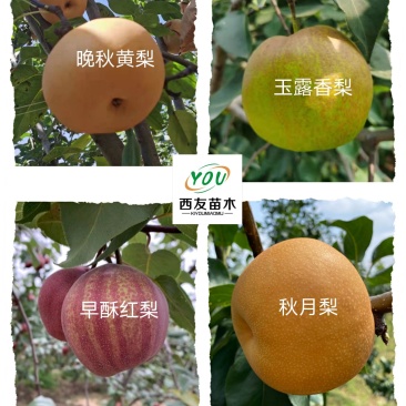 梨树苗基地供应秋月梨，早酥红梨，玉露香梨，晚秋，黄金梨苗