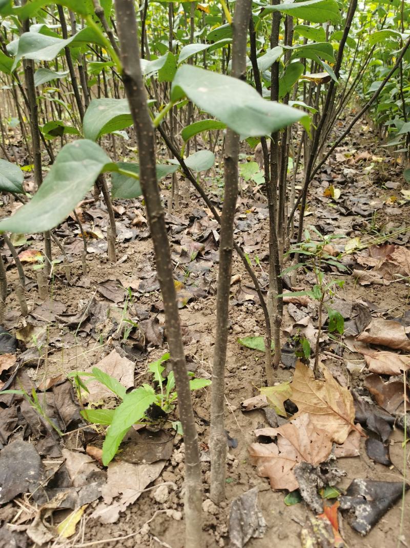 梨树苗基地供应秋月梨，早酥红梨，玉露香梨，晚秋，黄金梨苗