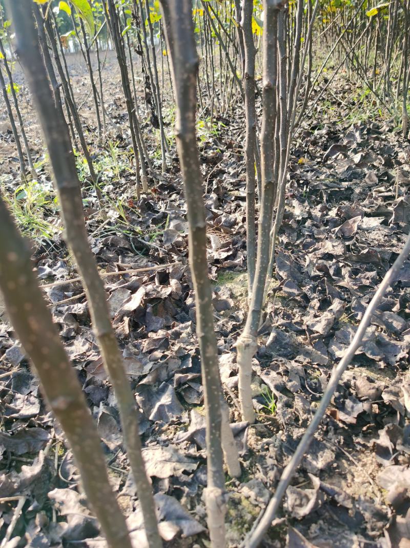 梨树苗基地供应秋月梨，早酥红梨，玉露香梨，晚秋，黄金梨苗