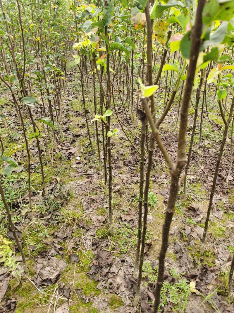 梨树苗基地供应秋月梨，早酥红梨，玉露香梨，晚秋，黄金梨苗