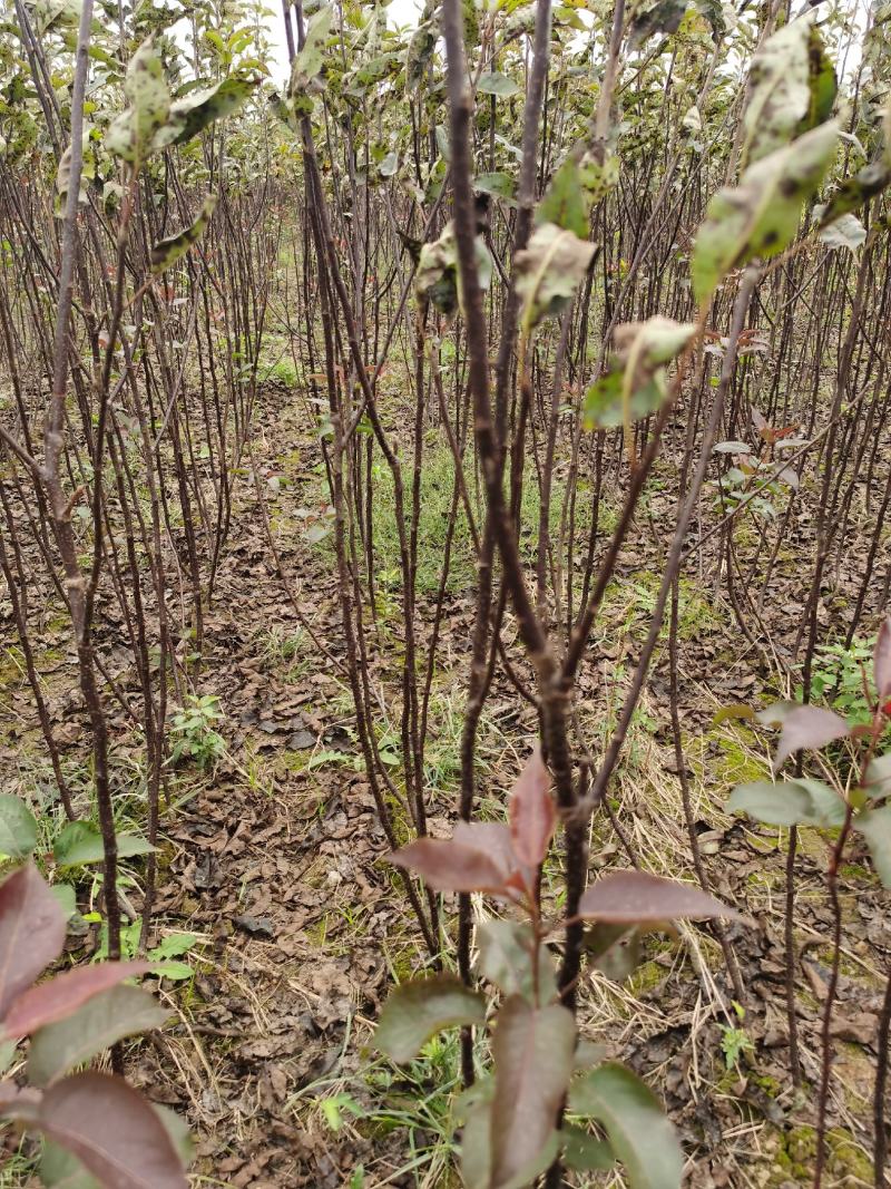 梨树苗基地供应秋月梨，早酥红梨，玉露香梨，晚秋，黄金梨苗
