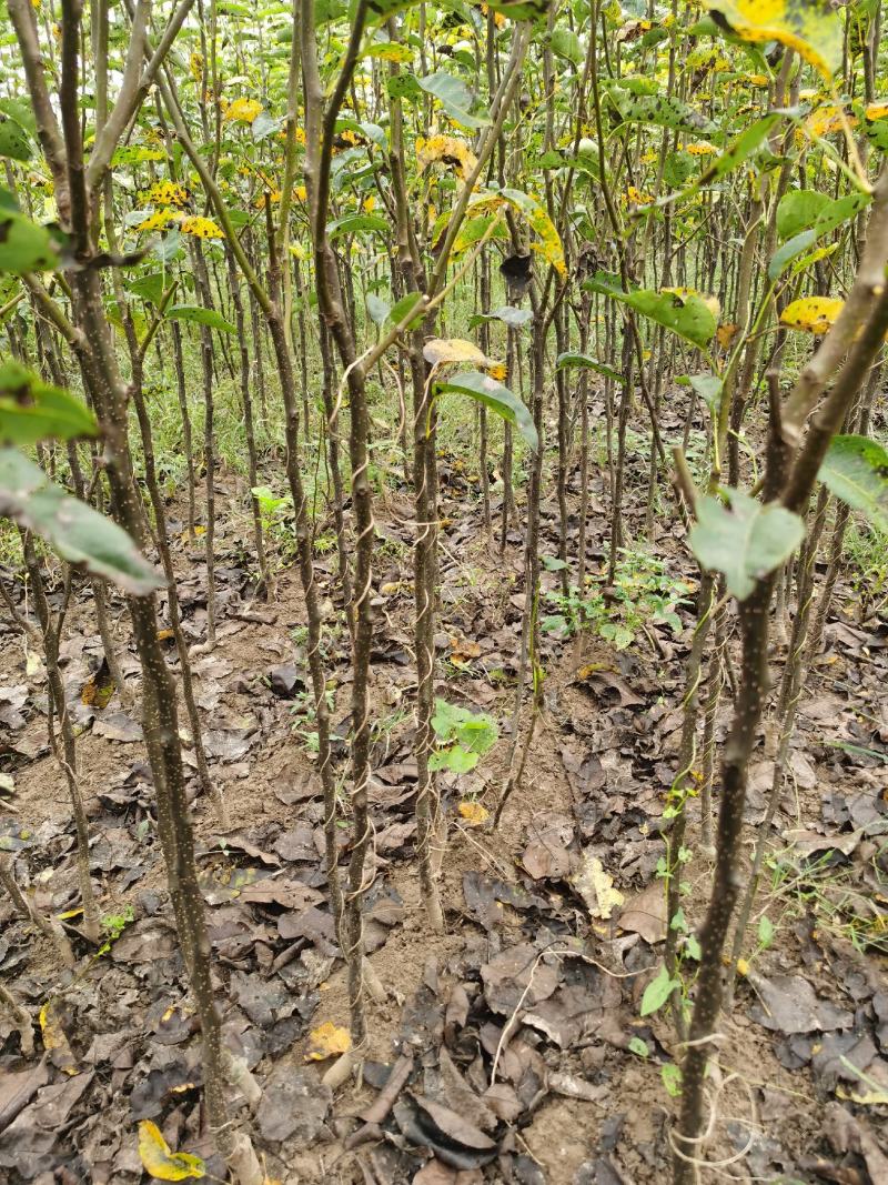 梨树苗基地供应秋月梨，早酥红梨，玉露香梨，晚秋，黄金梨苗