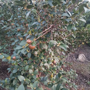 油茶果