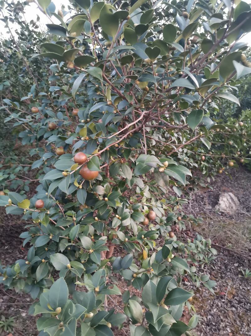 油茶果
