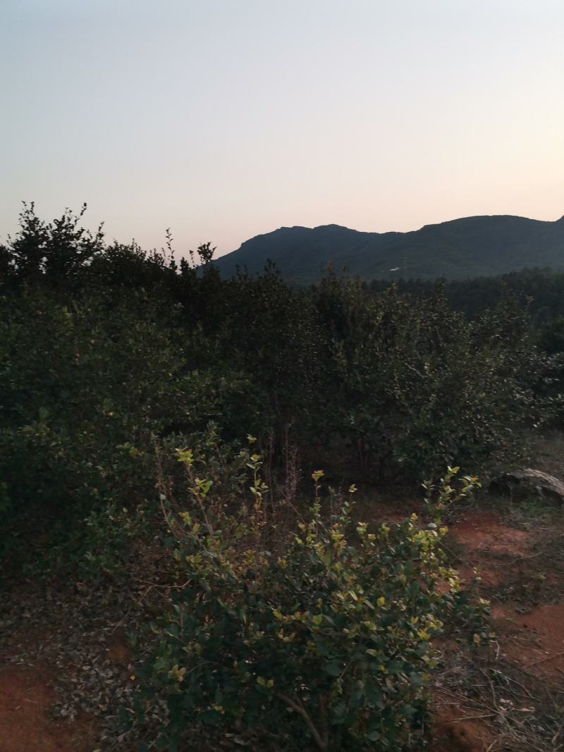 油茶果