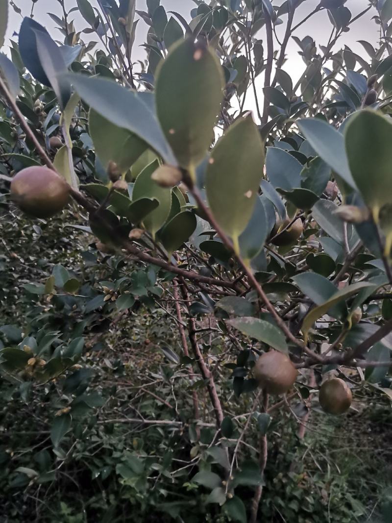 油茶果