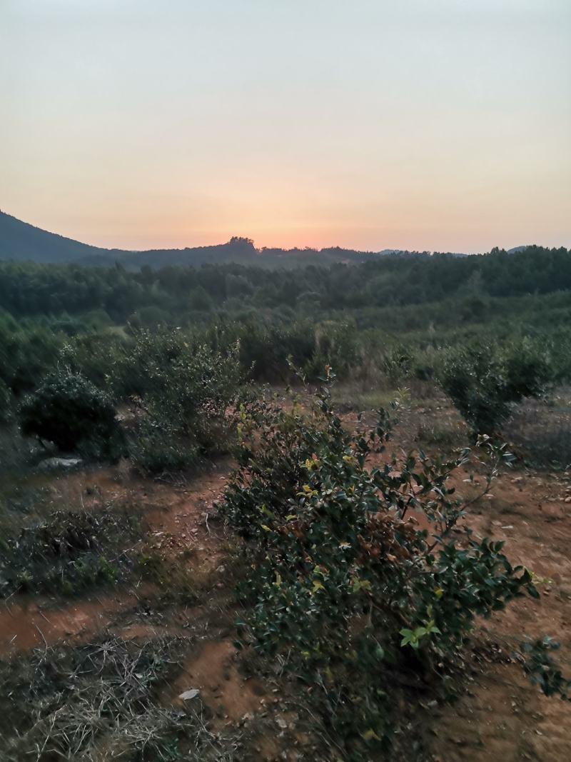 油茶果