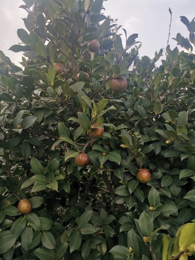 油茶果