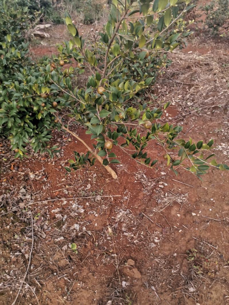 油茶果
