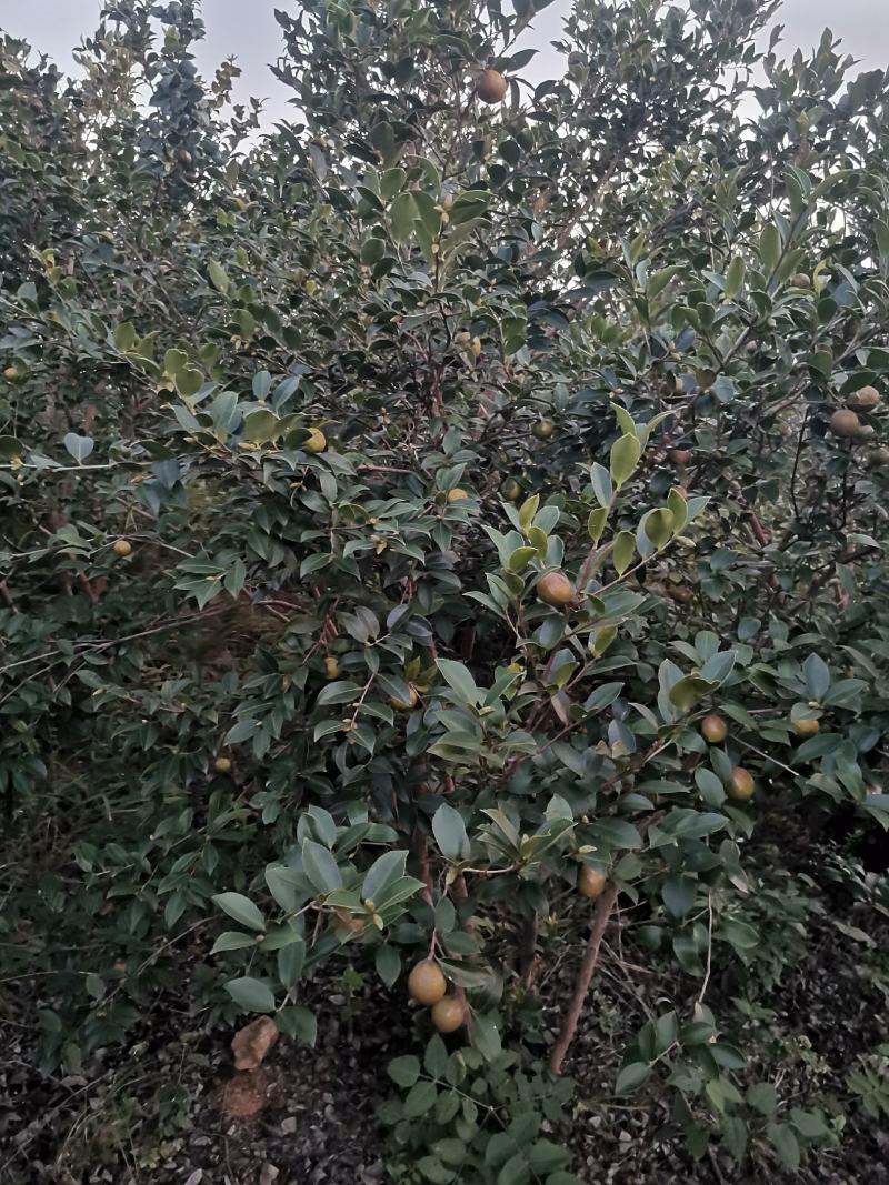 油茶果