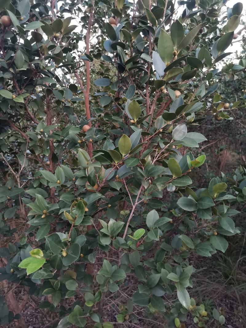 油茶果