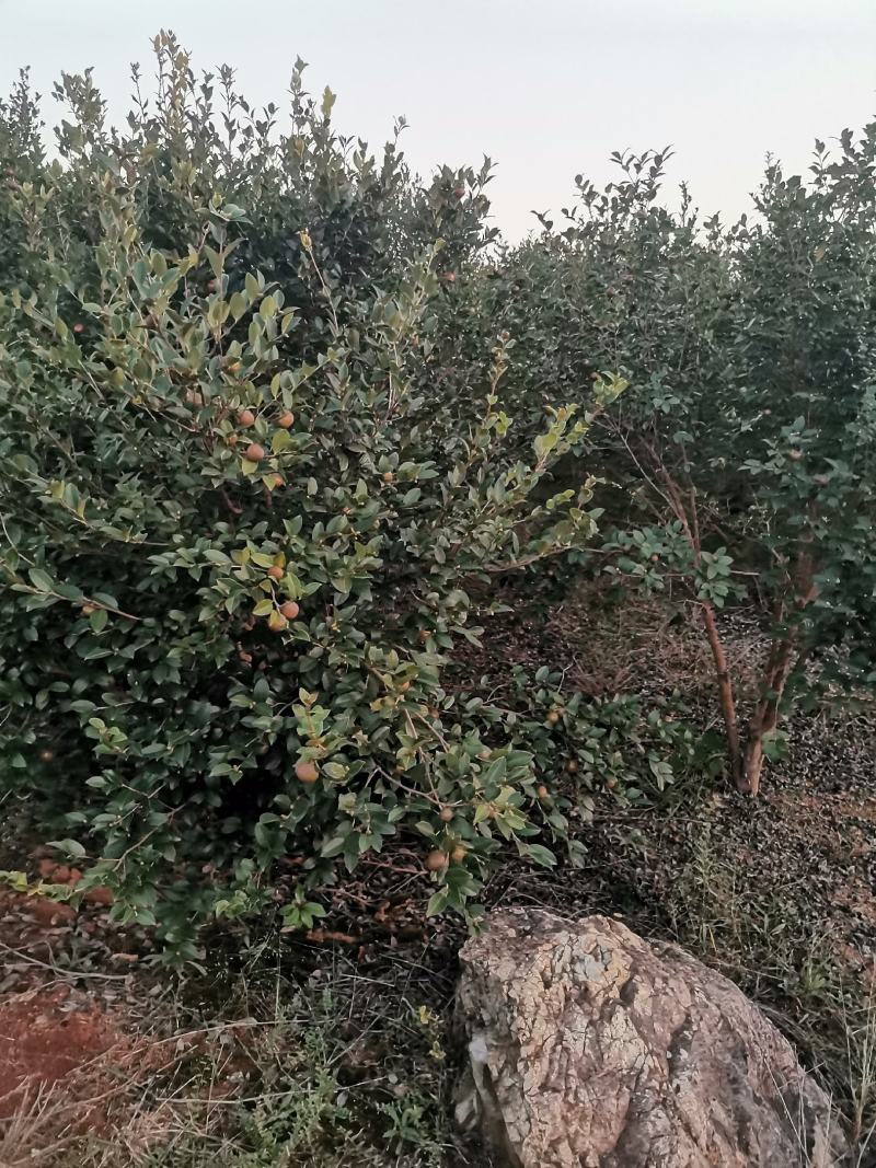油茶果