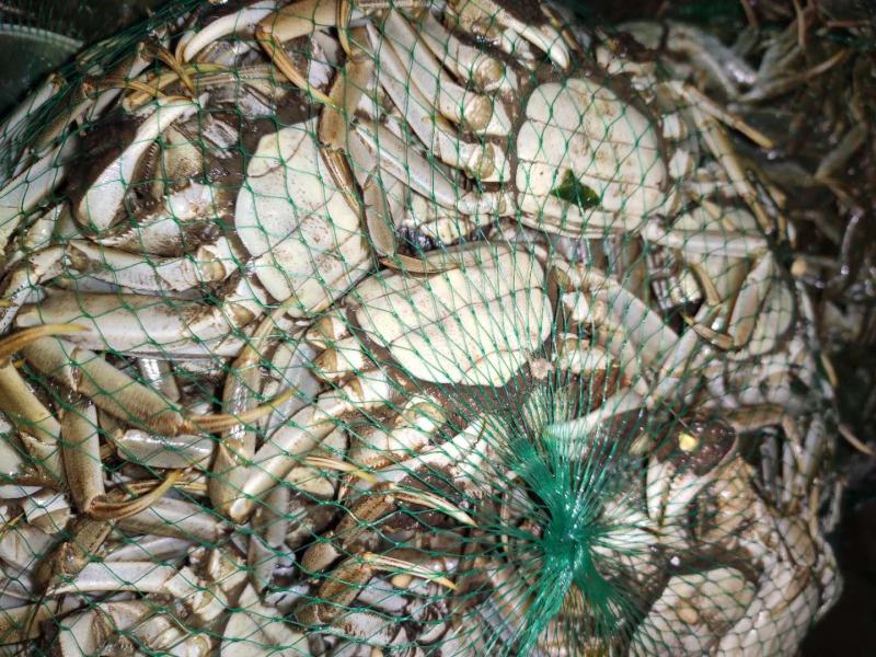 洪湖清水大闸蟹产地直发