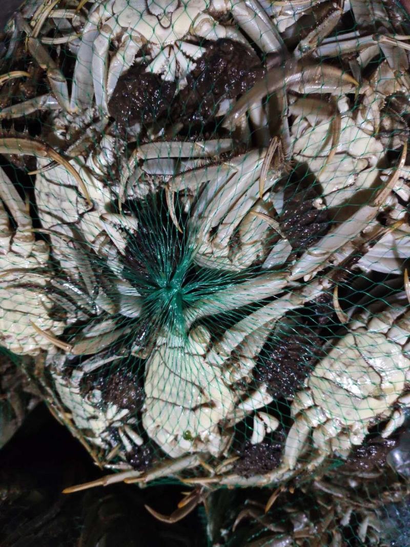 洪湖清水大闸蟹产地直发