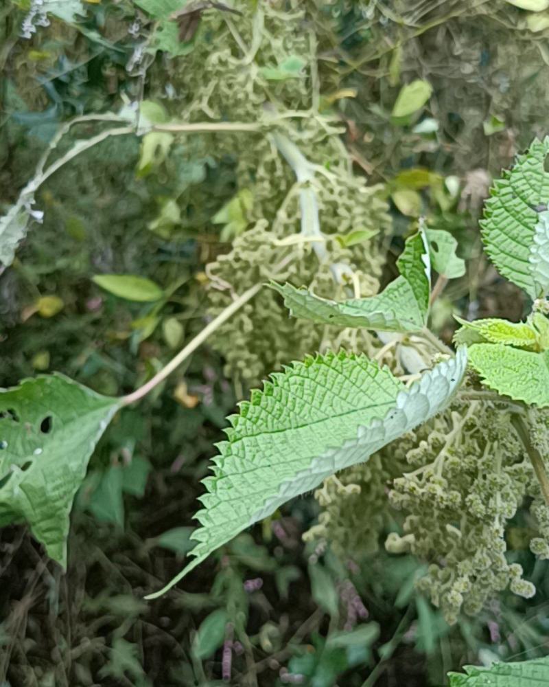 苎麻根野生鲜货现挖现发大山里采挖天然药材