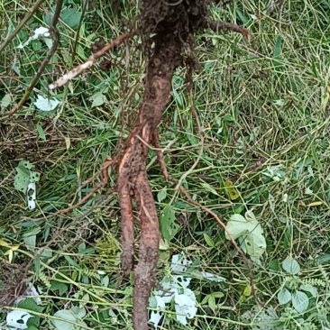 苎麻根野生鲜货现挖现发大山里采挖天然药材